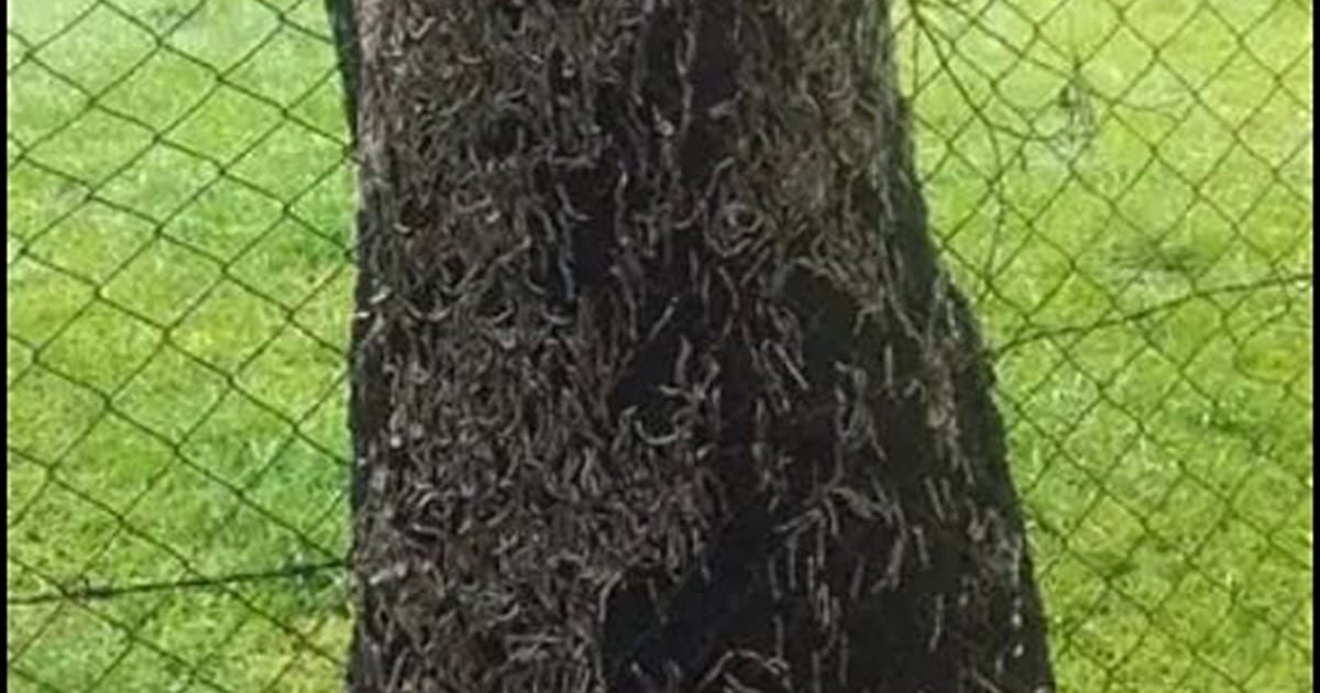 Port St Johns hit by invasion of mysterious white millipedes