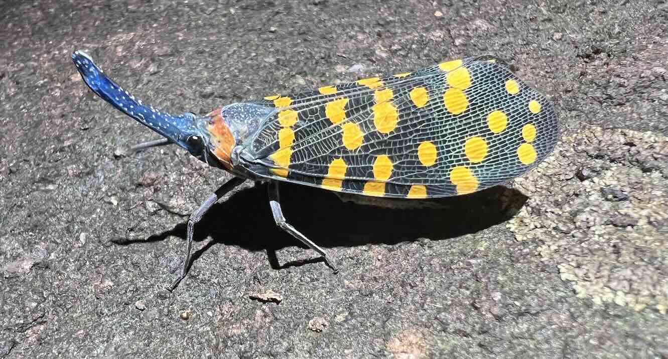 New Species Being Discovered Faster Than Ever – At a Rate of Over 16,000 a Year