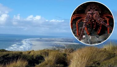 Crayfish crackdown: Nelson man Joshua Spooner in court over Facebook seafood sales