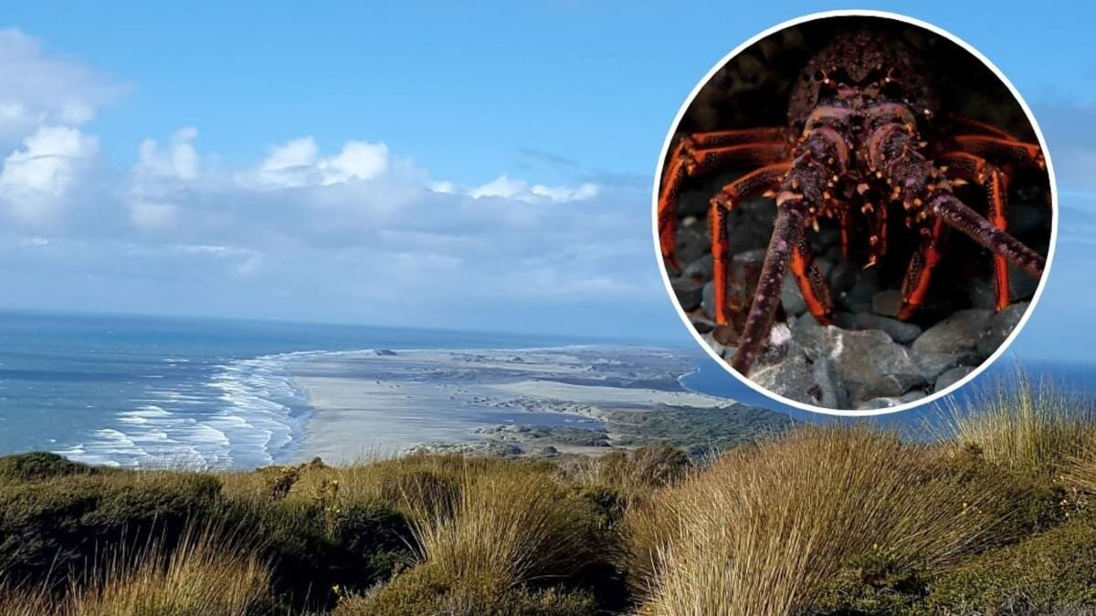 Crayfish crackdown: Nelson man Joshua Spooner in court over Facebook seafood sales