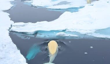 Polar bears and beluga whales