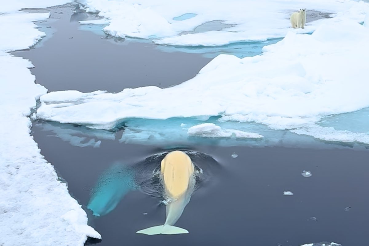Polar bears and beluga whales