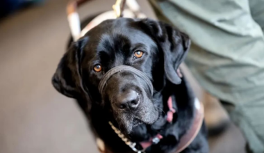 Guide dogs attacked by roaming dogs leave blind handlers ‘stuck at home’