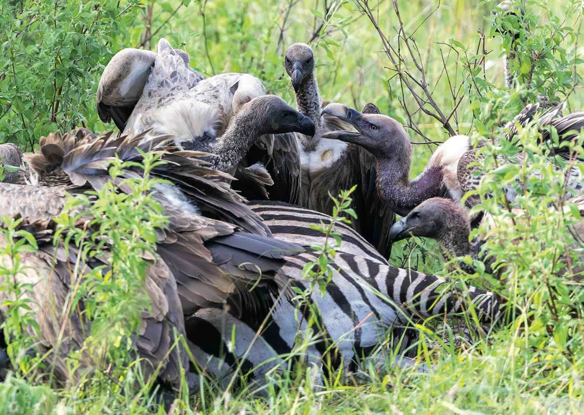 Raptors over a carcass