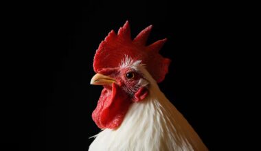 Herald morning quiz: December 30