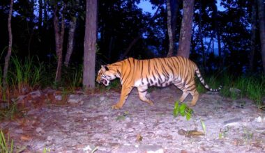 Hope for tigers grows as Thailand safeguards a key link in their habitat