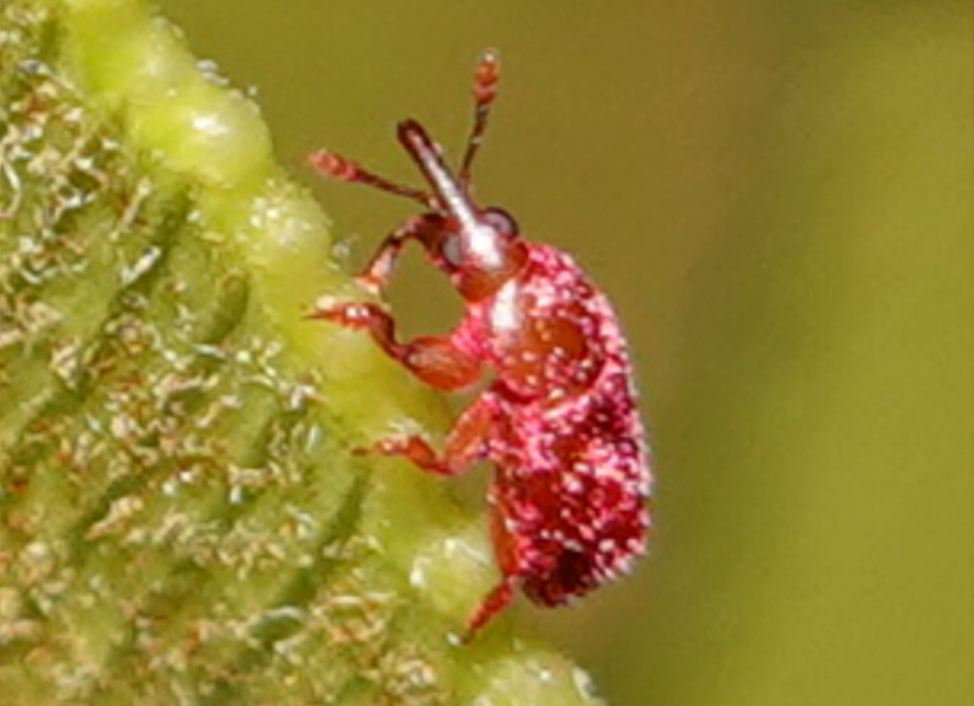 Brighter Side of News