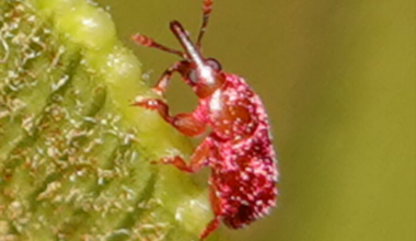 Brighter Side of News