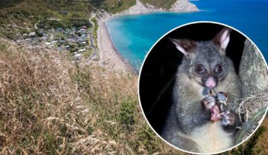 Funding boost to help wipe out last possums from Mahia Peninsula