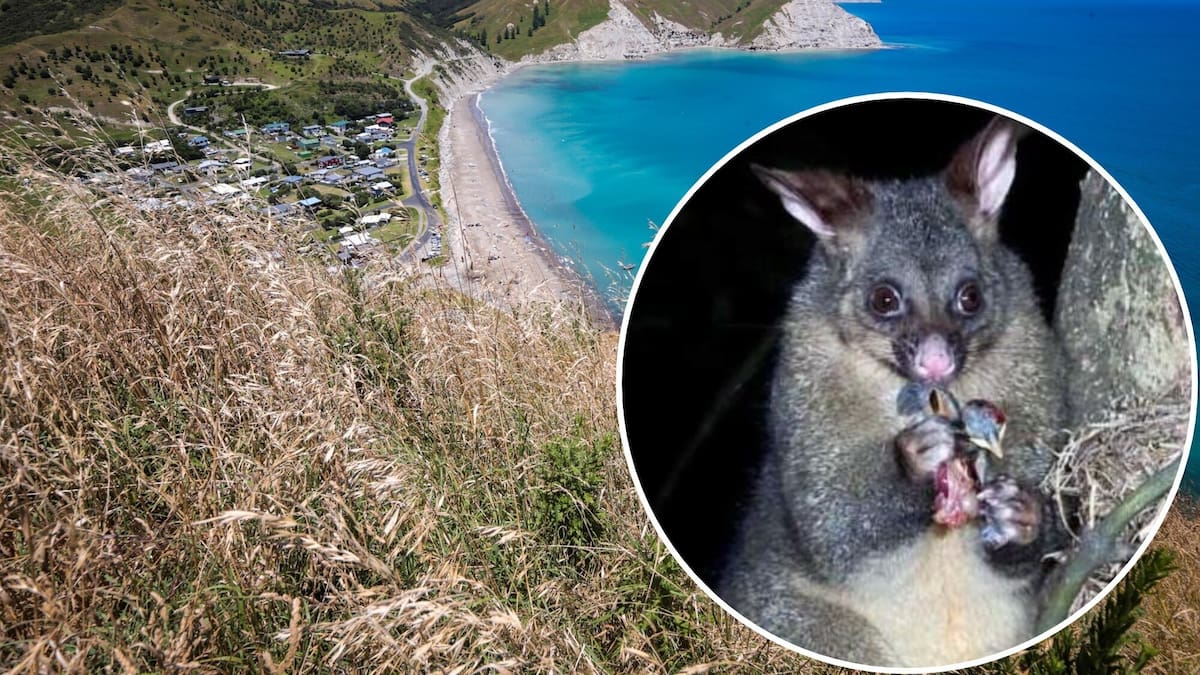 Funding boost to help wipe out last possums from Mahia Peninsula
