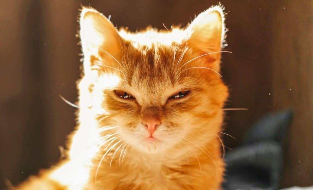 This Unsettling Connection Between Cats And Brain Health Is Backed By Decades Of Data