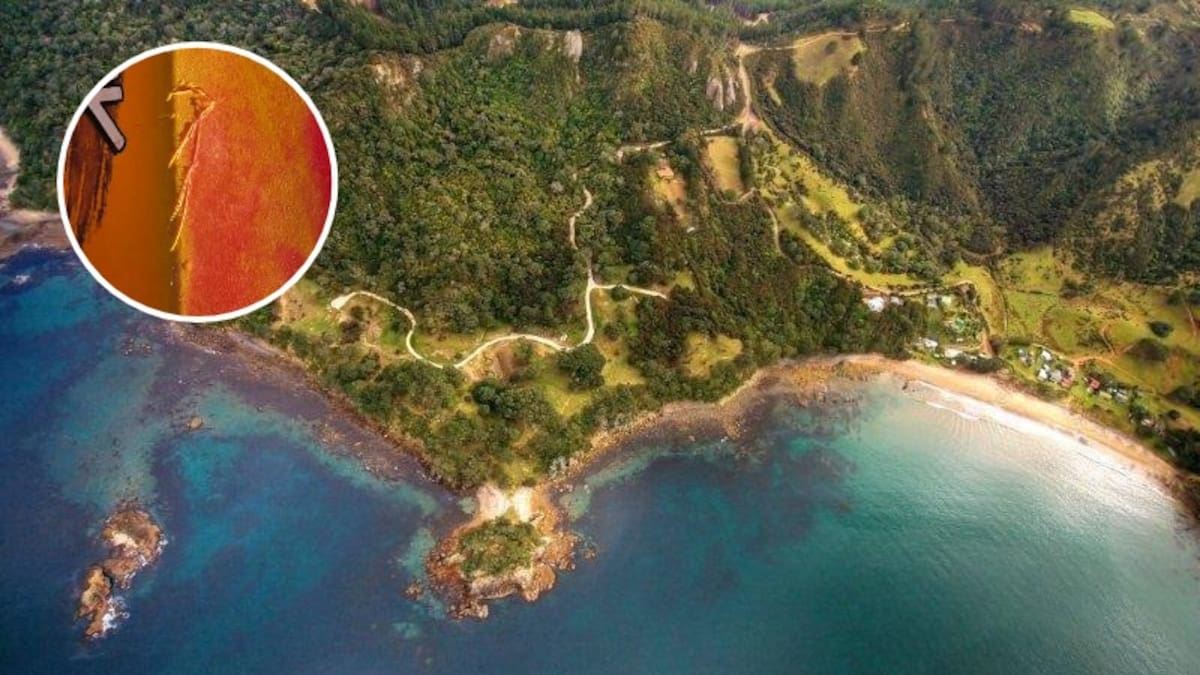 Coromandel shark attack: Kayaker fights off predator with paddle