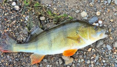 Lake Karāpiro redfin perch confirmed established, threat to native fish