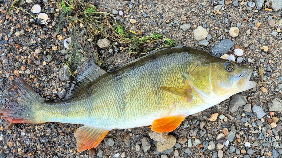 Lake Karāpiro redfin perch confirmed established, threat to native fish