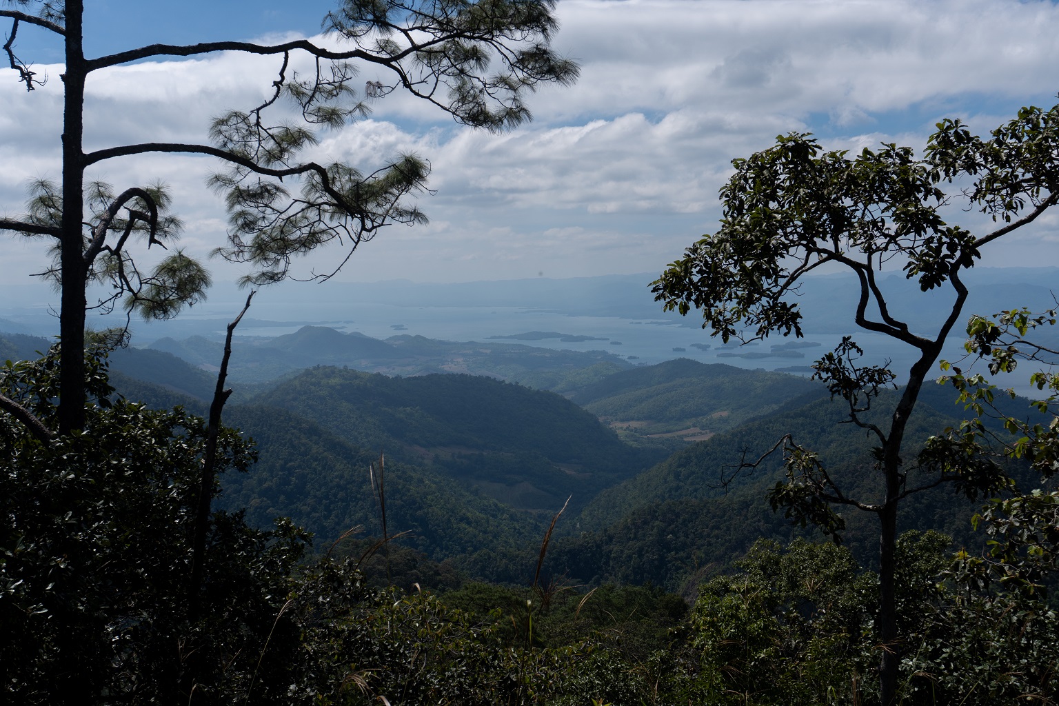 Tigers traverse the grassy ridgelines of Si Sawat Non-Hunting Area, which overlook Sinakharin reservoir.