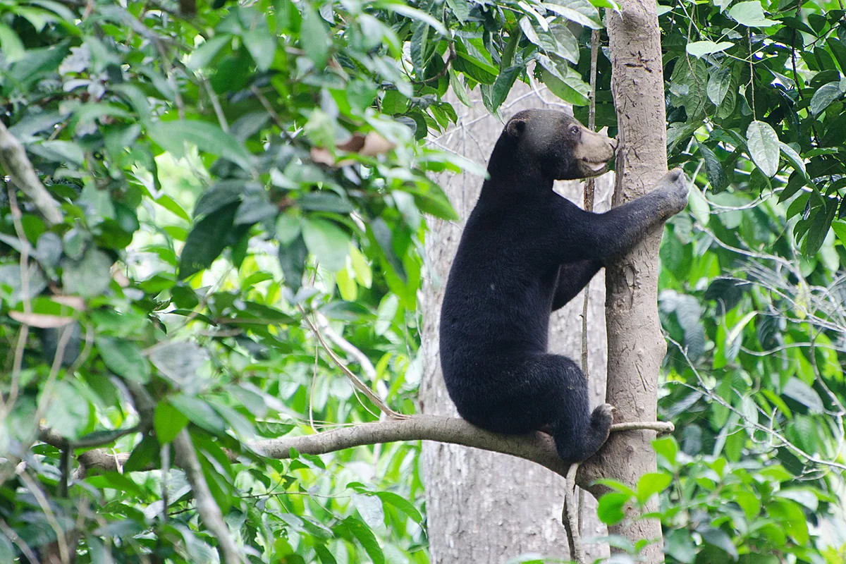 Young sun bear sitting in tree, Kota Kinabalu, Malaysia