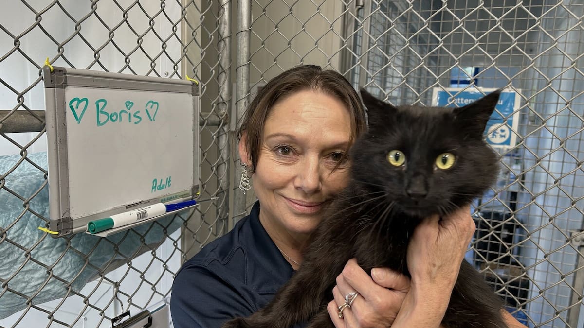 Boris the missing cat home for Christmas: Ten months on the loose after Nelson SPCA intruder freed him