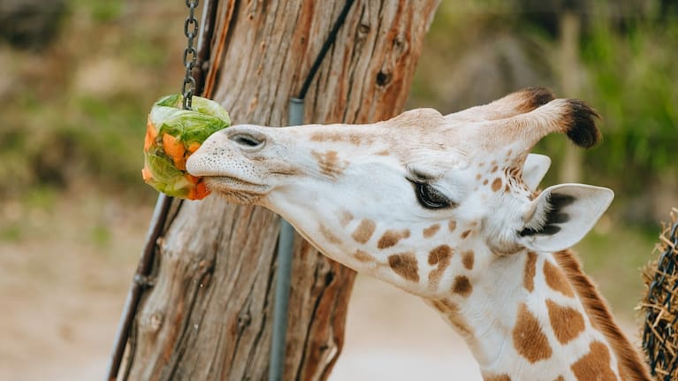 A giraffe snacks on a carrot and lettuce ice block. (Source: Auckland Zoo)