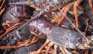 Govt orders 5-year crayfishing ban on North Island’s upper east coast