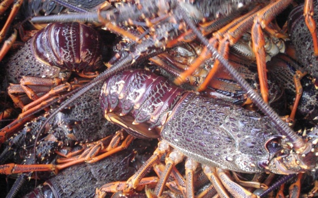 Govt orders 5-year crayfishing ban on North Island’s upper east coast