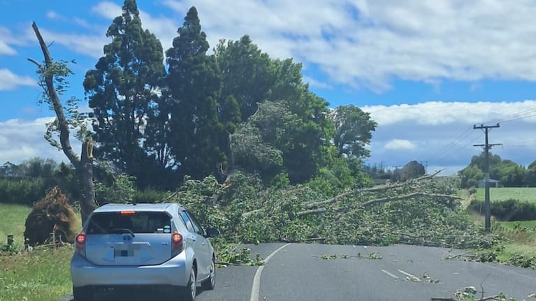 A tree down in Auckland's Pukekohe.