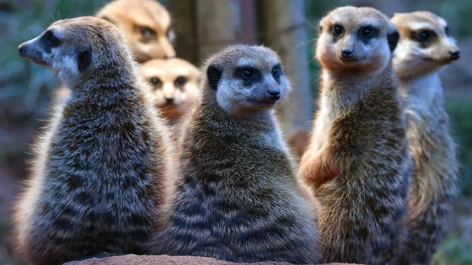 A group of six meerkats stand on their hindlegs looking back at the camera. They have grey-brown fur, pointed noses and piercing eyes.