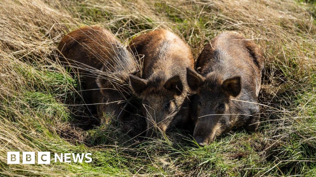 Harold's Park wildland being transformed by three pigs