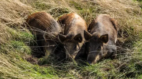 Jonathan Perugia for Nattergal Three little brown pigs lying and huddled next to each other in a field of long grass. 