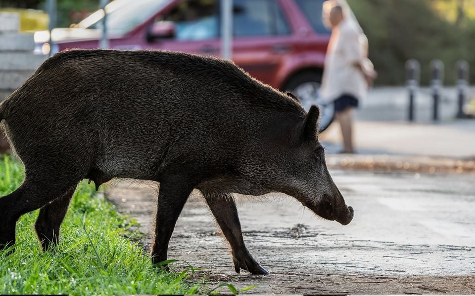 Stakeouts in Ekali? | eKathimerini.com