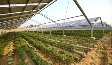 One of the key challenges of agrivoltaic projects has been limiting the impact of shade on plant growth and energy production. 