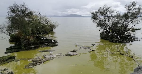 Rotorua swimmers warned of hidden hazards, health risks in water