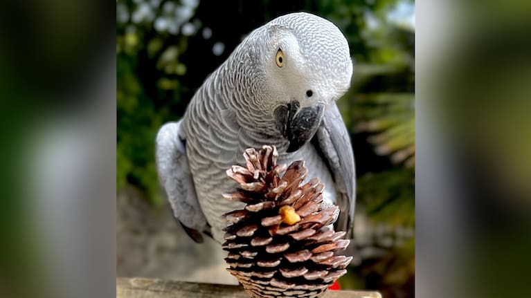 An African grey parakeet with a pinecone. (Source: Auckland Zoo)