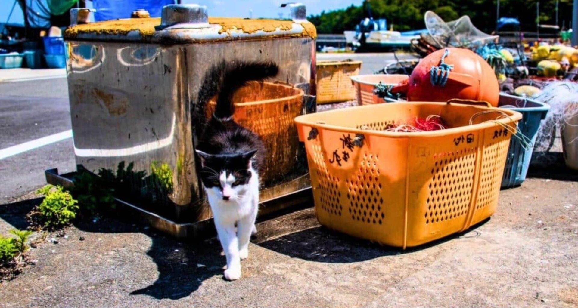 An Island Cat Cleanup Unleashed A Shock That Defied Science