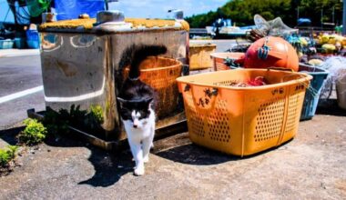 An Island Cat Cleanup Unleashed A Shock That Defied Science