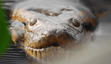 Gigantism In Anacondas Has Existed For 12 Million Years, As Seen In These Huge Backbone Fossils