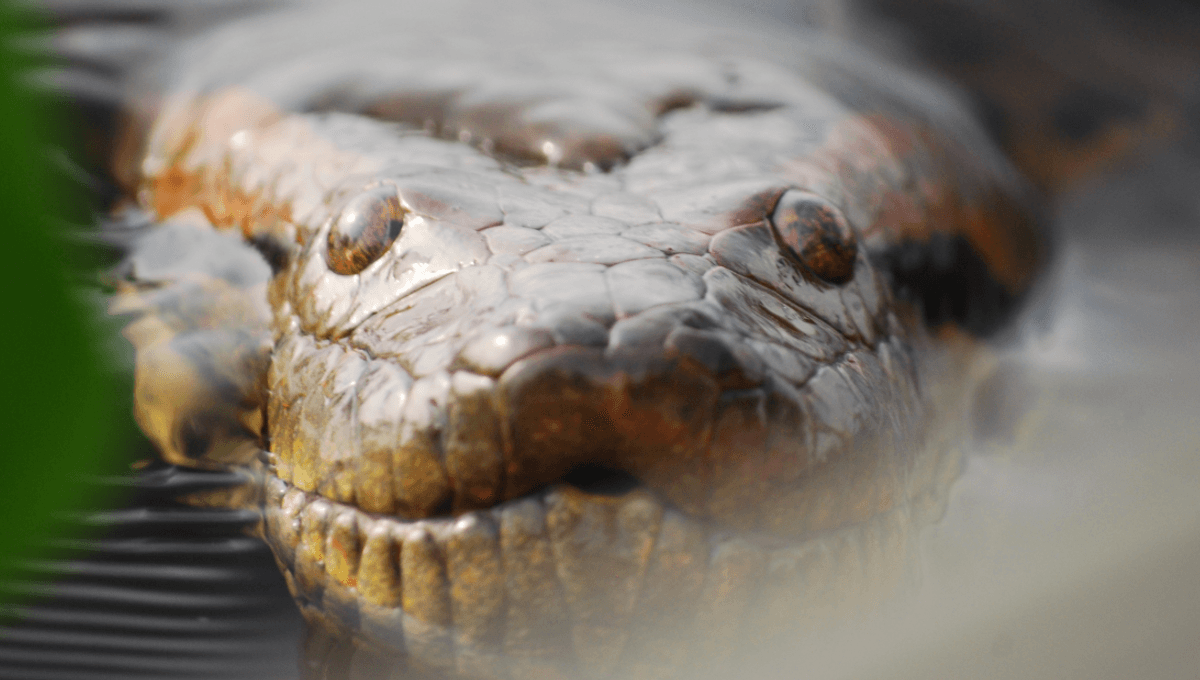 Gigantism In Anacondas Has Existed For 12 Million Years, As Seen In These Huge Backbone Fossils