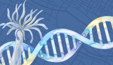 Gene Regulators Play Key Role in Sea Anemone Evolution