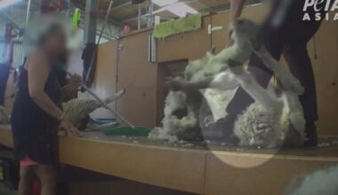 Animal rights advocates call for cameras in shearing sheds