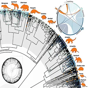 A mammal phylogeny with colors depicting the diet of living species and their ancestors; silhouettes of myrmecophagous mammals surround the tree. An inset diagram in the upper right illustrates transitions between dietary states. Credit: Vida, Calamari, & Barden/NJIT