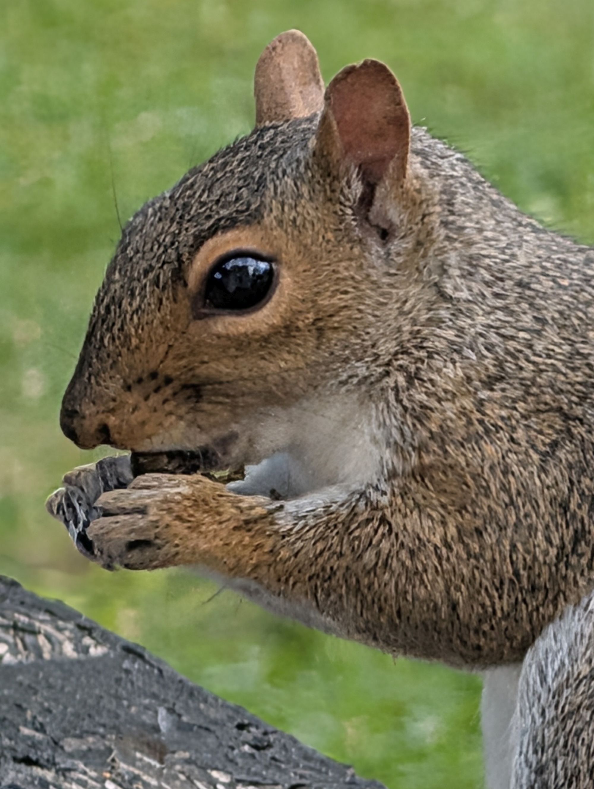 Google Pixel 10 Pro XL Pro Res Zoom sample.