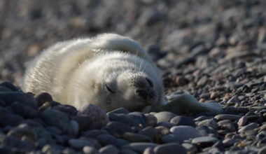 Record number of seal pups as breeding season ends