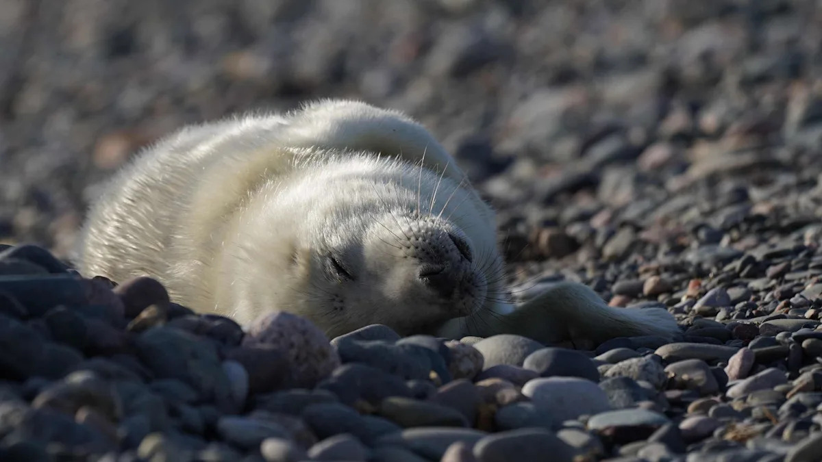 Record number of seal pups as breeding season ends