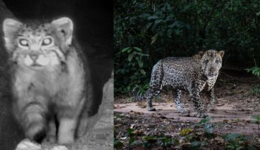 Side-by-side images: on the left, a blurry black-and-white night photo of a leopard cub; on the right, a clear color photo of an adult leopard standing on a forest floor with green foliage in the background.