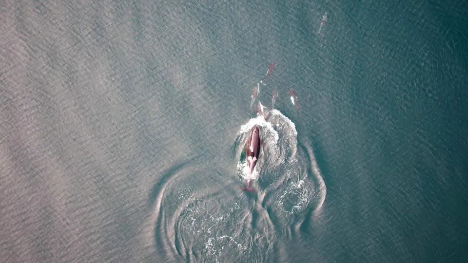 Orca spotted hunting with dolphins (University of British Columbia)