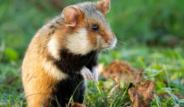 A European hamster in a meadow looking for food, cemetery in Meidling (Vienna, Austria)