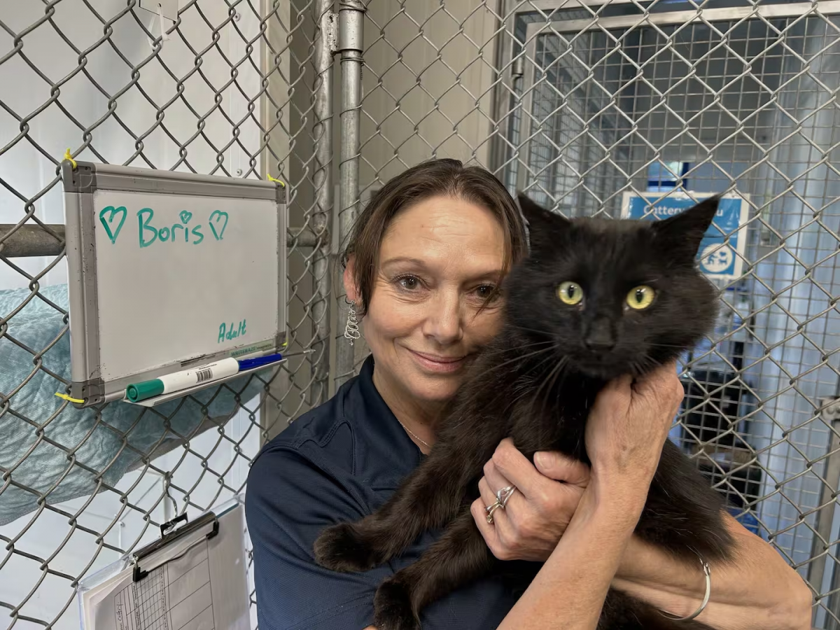 Boris the missing cat home for Christmas