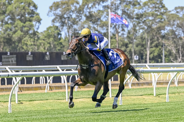 Ice Kool has two wins from two starts and heads to the $3million Magic Millions Sunlight - image Bradley Photos