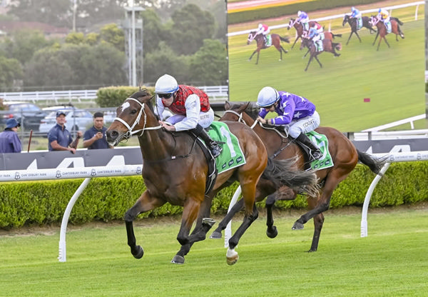 John Dory winning at Canterbury in November Photo: Bradley Photography