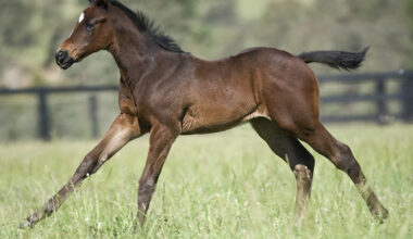 Madame Andree was one of the finalists in the 2009 Breednet Favourite Foal of the Year!