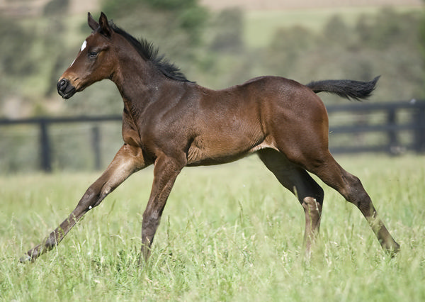Madame Andree was one of the finalists in the 2009 Breednet Favourite Foal of the Year!